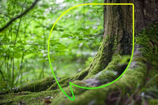 Celebración del Día del Árbol por EccoFreight con más de 4.000 árboles plantados y 10 años de compromiso con la sostenibilidad - 1, Foto 1