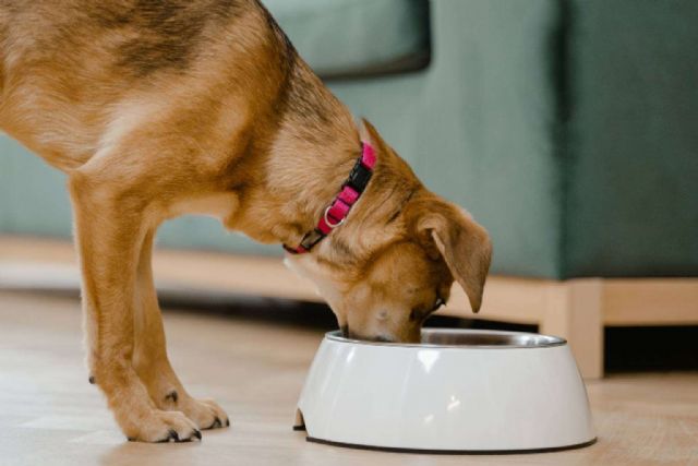 Revolución en la alimentación de mascotas, smoothies y bebidas energéticas para gatos y perros - 1, Foto 1