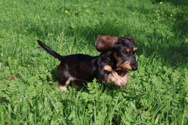 El bienestar animal como prioridad; RAJ Canin FCI, criador autorizado de Teckels de pelo duro - 1, Foto 1