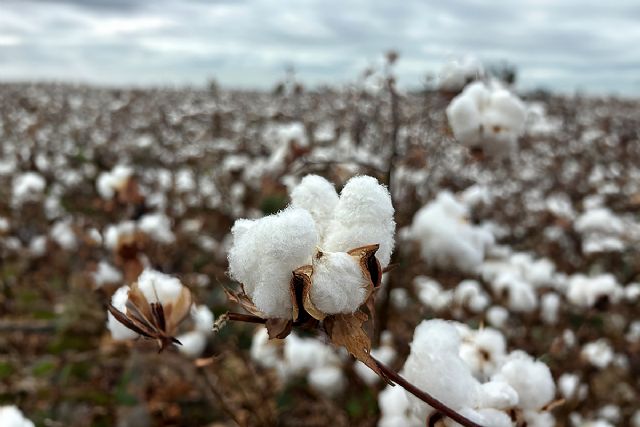 Tres años y 200 millones de personas impactadas: EUCOTTON da el protagonismo al sector algodonero europeo - 1, Foto 1