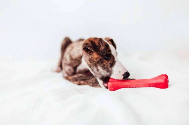 Más allá del juego, los juguetes de Bimordiscos que mejoran la calidad de vida de los perros - 1, Foto 1