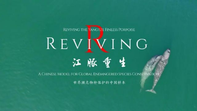 La Radio y Televisión de Hubei lanza un documental sobre el Delfín sin aleta del Yangtsé - 1, Foto 1