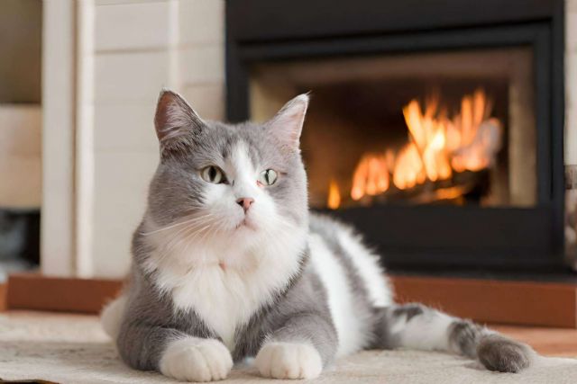 La importancia del mantenimiento de estufas y chimeneas para un rendimiento óptimo - 1, Foto 1