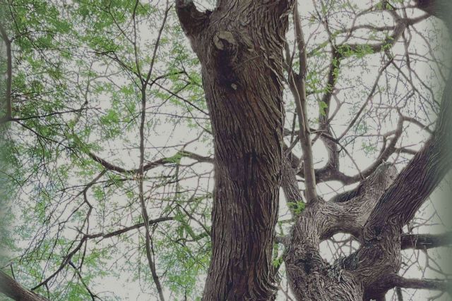 ´Libra de dragón´; un debut literario que combina misticismo y reflexión social - 1, Foto 1