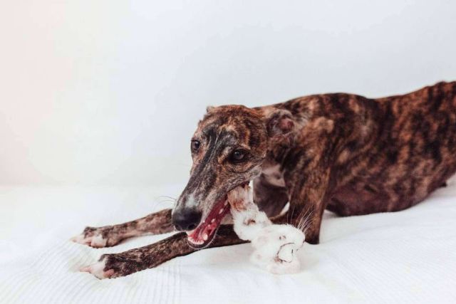 Juguetes ecológicos para mascotas; la solución perfecta para el entretenimiento seguro - 1, Foto 1