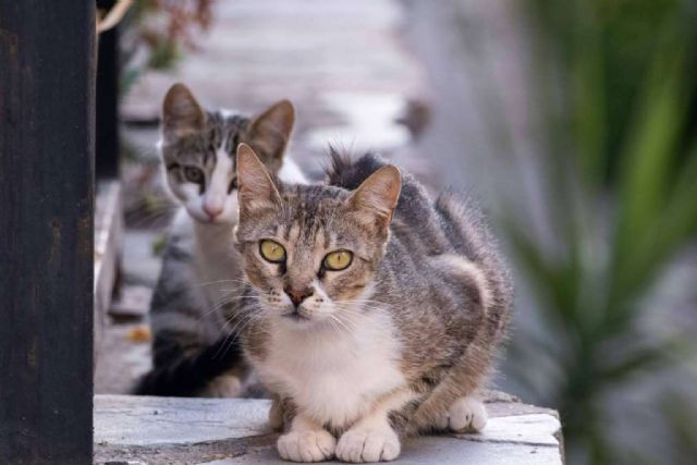 Pienso Solidario Feral, compromiso con la alimentación natural para refugios y protectoras - 1, Foto 1