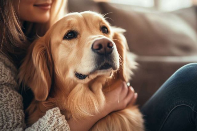 El impacto del cambio de casa en los perros; claves para una adaptación sin estrés - 1, Foto 1