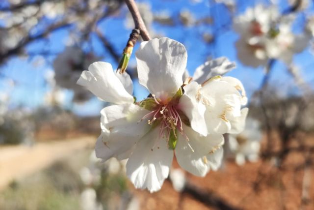 Intenso fin de semana con las actividades de MulaFlor 2025 - 1, Foto 1