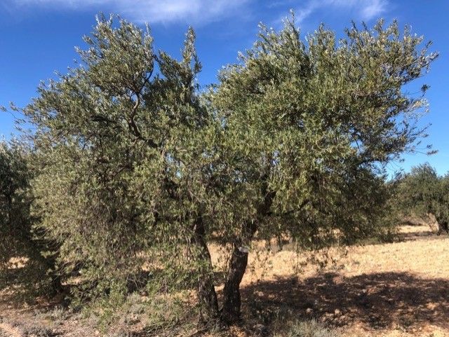 Ener2Crowd se asocia con Apadrinaunolivo.org para promover la sostenibilidad y la inversión responsable - 1, Foto 1