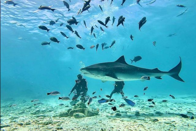 Drop Dive Maldives, una escuela de buceo de referencia en Maldivas - 1, Foto 1