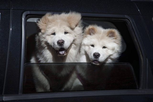 Las mejores razas y consejos para lograr un adiestramiento canino exitoso - 1, Foto 1