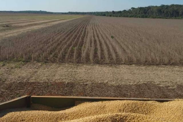 El auge de la soya en la Península de Yucatán; Oportunidad económica y desarrollo sustentable - 1, Foto 1