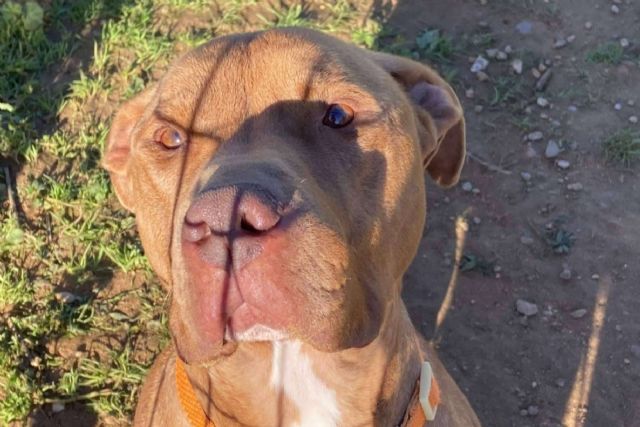 SOS Vidas insiste en la necesidad de colaboración para garantizar el rescate de animales abandonados - 1, Foto 1