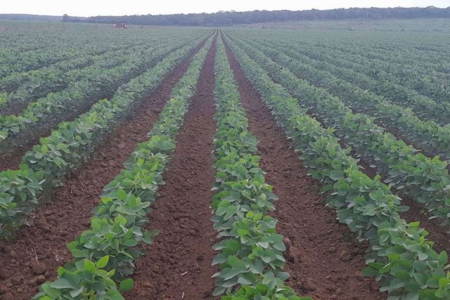 Producción de soya en México; Un pilar del crecimiento agroindustrial - 1, Foto 1