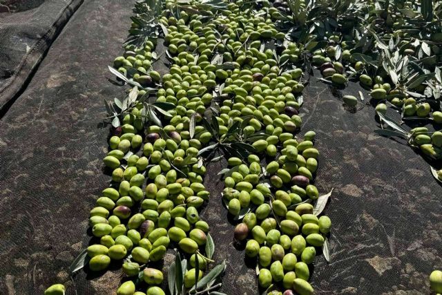 Tercio de las Torres, el aceite de oliva gourmet que conquista los sentidos - 1, Foto 1