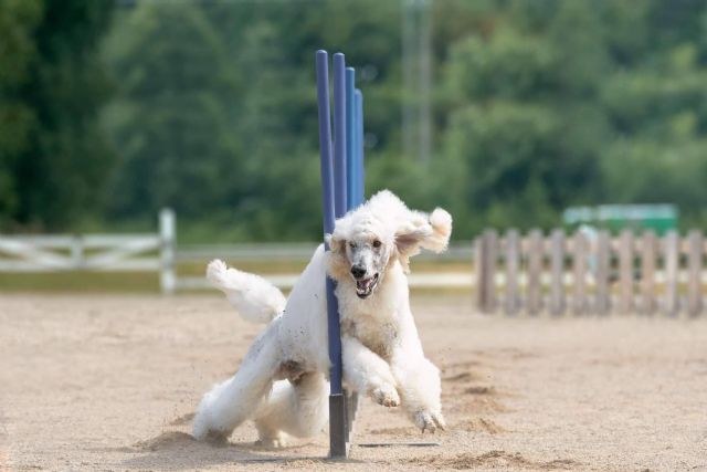 Las 7 residencias caninas mejor valoradas de Madrid - 1, Foto 1