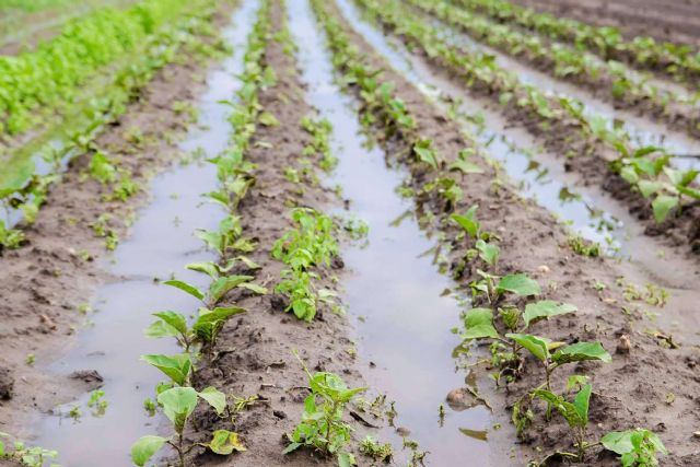 Tras las lluvias, el suelo necesita recuperarse; La biofertilización de Nostoc Biotech ayuda a proteger los cultivos - 1, Foto 1