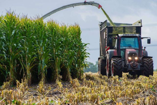 Seguro para maíz forrajero; Protección clave para la rentabilidad de las explotaciones - 1, Foto 1