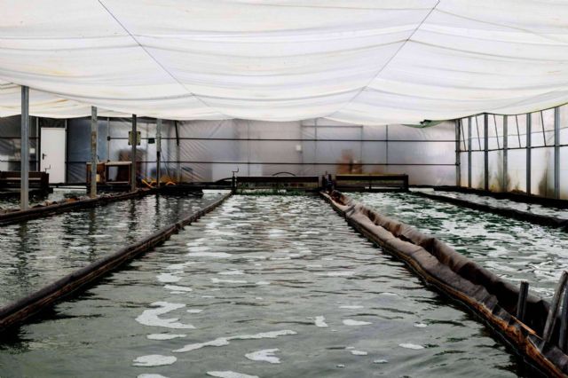 Usos y beneficios de la espirulina, por Blauver Foods - 1, Foto 1