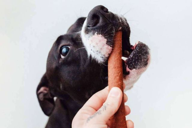 ¿Se cree conocer a la mascota? Hay que prepararse para descubrir su nuevo vicio - 1, Foto 1