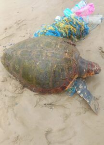 Servicios de emergencia rescatan una tortuga boba con redes en las aletas en La Manga del Mar Menor - 1, Foto 1