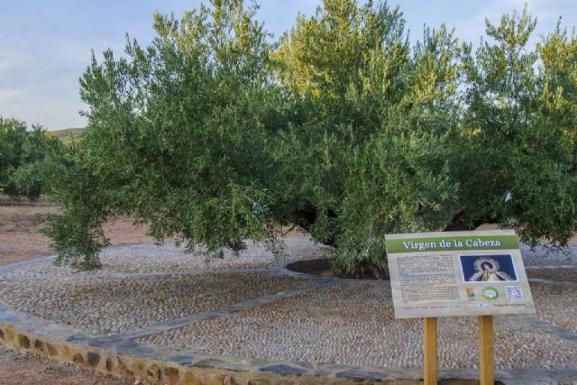 El aceite de la vida proyecto solidario de apadrinamiento de olivos - 1, Foto 1