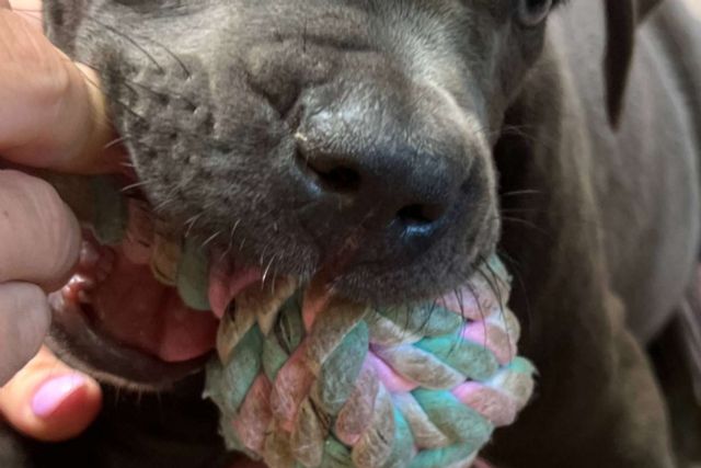 Grandes Metas refuerza su servicio de adiestrador de perros en Madrid a domicilio con una metodología respetuosa - 1, Foto 1