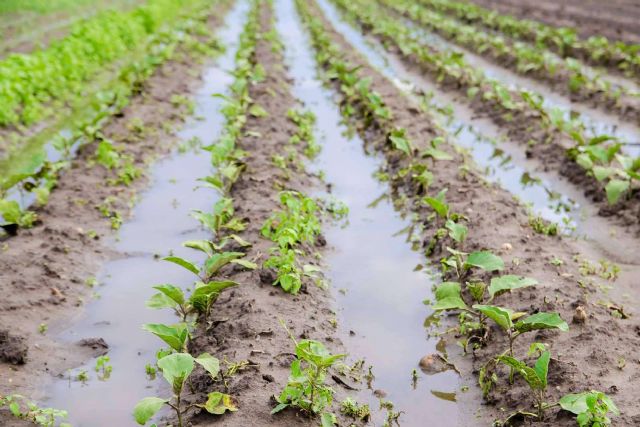 Cómo proteger los cultivos tras lluvias intensas; la solución microbiológica ante los extremos climáticos - 1, Foto 1