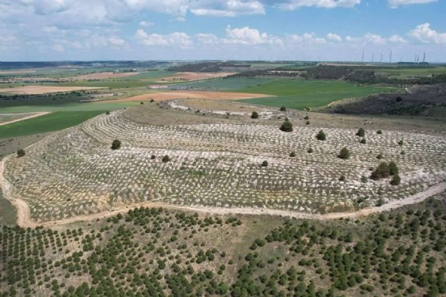 CO2 GESTIÓN supera los 3 millones de árboles plantados en zonas desfavorecidas de España - 1, Foto 1