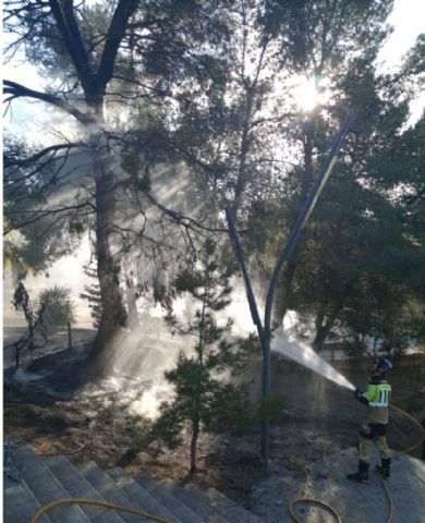 Bomberos del Consorcio apagan esta tarde el incendio de varios árboles en un jardín público de Pliego - 1, Foto 1