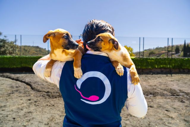 La clonación animal, una práctica aprobada por la Unión Europea y el Vaticano - 1, Foto 1