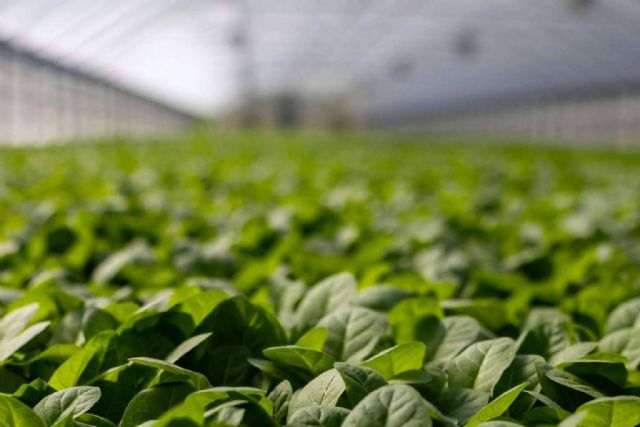 Cómo aplicar correctamente los fertilizantes para maximizar su eficacia - 1, Foto 1