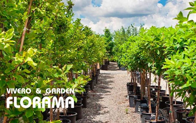 Viveros Florama: tradición, innovación y sostenibilidad en jardinería madrileña - 1, Foto 1