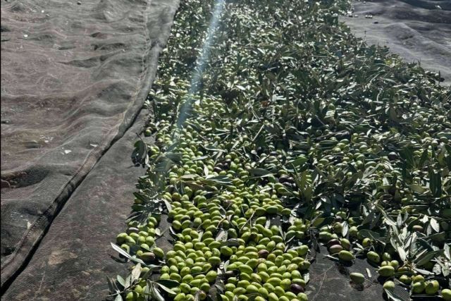 Venta de aceite de oliva gourmet de autor; el sabor que nace de una historia real - 1, Foto 1