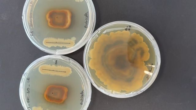 ITENE convierte residuos de arroz, vid y cítricos en bioestimulantes y agentes de biocontrol para cultivos agrícolas - 1, Foto 1