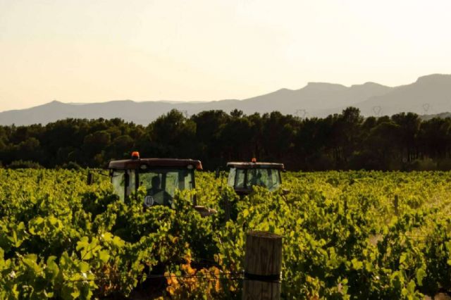 Compromiso con el entorno, Bodegues Visendra produce vinos ecológicos y veganos en Tarragona - 1, Foto 1
