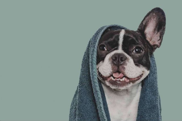 Vetformación presenta su curso presencial de peluquería canina con prácticas reales en VetBarber - 1, Foto 1