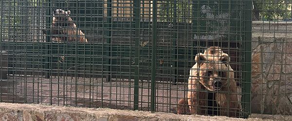 Luna y Ponderoso abandonan el Coto Escolar de León tras 33 años de cautiverio - 1, Foto 1