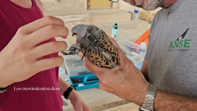 AgriConCiencia apuesta por el futuro de la tórtola europea en la Cuenca del Mar Menor - 1, Foto 1