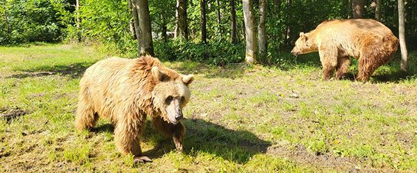 Luna y Ponderoso comienzan su adaptación en el santuario de Alemania - 1, Foto 1