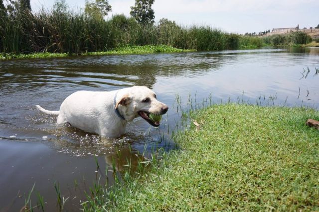 Viajar por Extremadura con mascota; rutas, naturaleza y espacios adaptados para perros - 1, Foto 1
