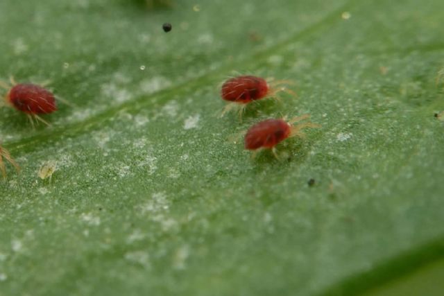 Nostoc Biotech registra el hongo Purpureocillium lilacinum como aliado agrícola - 1, Foto 1