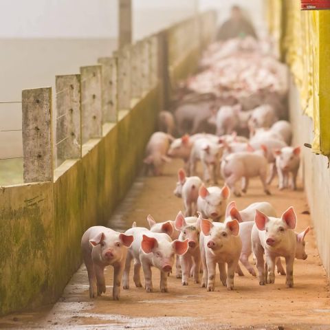 Cerdo ecológico, ibérico o blanco; claves para entender las diferencias - 1, Foto 1