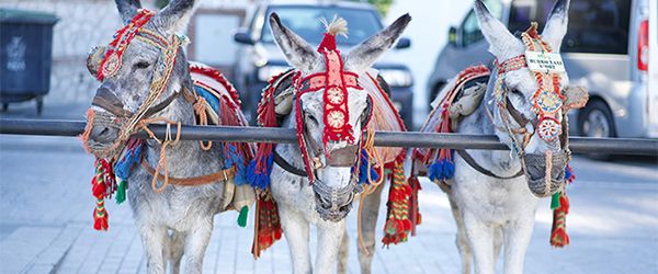 FAADA solicita reunión con el Ayuntamiento de Mijas para tratar el cese de la actividad de los burro-taxis - 1, Foto 1