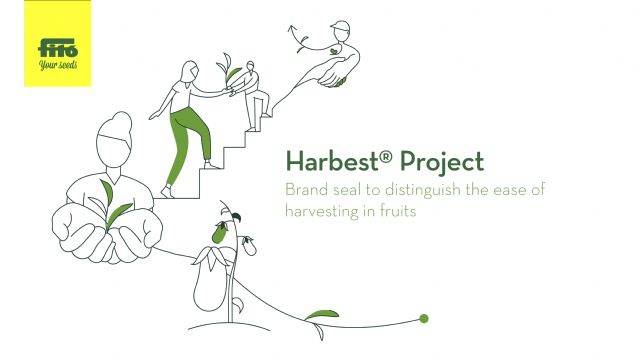 Semillas Fitó lanza Harbest: el nuevo sello que mejora la recolección en pimiento para industria - 1, Foto 1