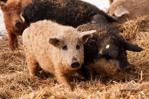 Del borde de la extinción a la élite culinaria: el jamón Mangalica de Monte Nevado consagrado como joya gastronómica - 1, Foto 1