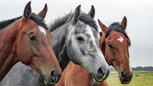 El pienso ecológico para caballos de Bifeedoo favorece la vitalidad y el bienestar digestivo - 1, Foto 1