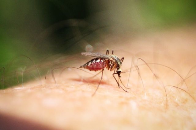 Ingrid Hiltun, dermatóloga de Policlínica Gipuzkoa: Se recomienda limpiar la zona de la picadura con agua y jabón, aplicar frío y evitar el rascado - 1, Foto 1