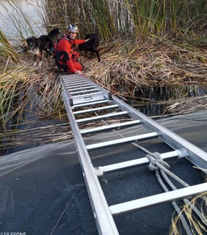 Rescatan a tres perros atrapados en una balsa en Caravaca de la Cruz - 1, Foto 1