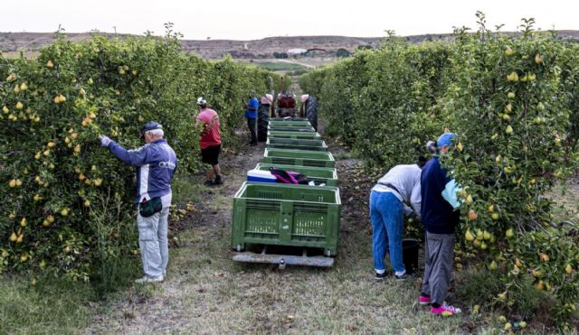 Temu ayuda a expandir la tradición frutícola online - 1, Foto 1